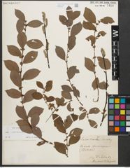 Foto von Salix starkeana Willd.